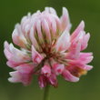 Portraitfoto Trifolium hybridum