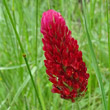 Blütenfoto Trifolium incarnatum