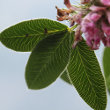 Blätterfoto Trifolium medium
