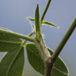 Foto von Besonderheit Trifolium medium