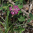 Habitusfoto Trifolium medium