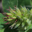 Fruchtfoto Trifolium medium