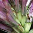Blütenfoto Trifolium medium
