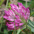 Portraitfoto Trifolium medium