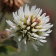 Portraitfoto Trifolium montanum