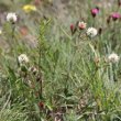 Habitusfoto Trifolium montanum