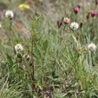 Habitusfoto Trifolium montanum