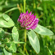 Portraitfoto Trifolium pratense