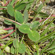 Blätterfoto Trifolium pratense subsp. nivale