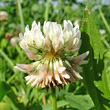 Portraitfoto Trifolium repens