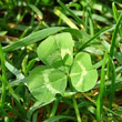 Blätterfoto Trifolium repens