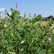 Habitusfoto Trifolium resupinatum