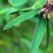 Blätterfoto Trifolium rubens