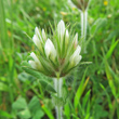 Blütenfoto Trifolium stellatum