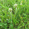 Habitusfoto Trifolium stellatum