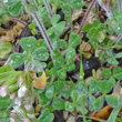 Blätterfoto Trifolium stellatum
