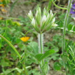 Stängel-/Stammfoto Trifolium stellatum