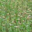Foto von Besonderheit Trifolium stellatum