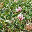 Portraitfoto Trifolium thalii