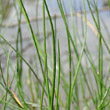 Stängel-/Stammfoto Triglochin palustris