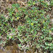 Habitusfoto Trigonella monspeliaca