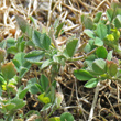 Bl&auml;tterfoto Trigonella monspeliaca