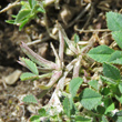 Fruchtfoto Trigonella monspeliaca