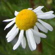 Portraitfoto Tripleurospermum inodorum