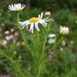 Blütenfoto Tripleurospermum inodorum