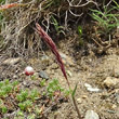 Portraitfoto Trisetum distichophyllum