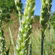 Blütenfoto Triticum aestivum