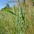 Blätterfoto Triticum aestivum