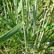 Stängel-/Stammfoto Triticum aestivum