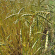 Portraitfoto Triticum spelta