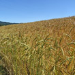 Habitusfoto Triticum spelta