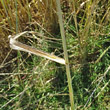 Stängel-/Stammfoto Triticum spelta