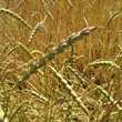 Fruchtfoto Triticum spelta