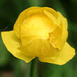 Portraitfoto Trollius europaeus