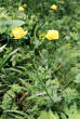 Habitusfoto Trollius europaeus