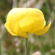 Blütenfoto Trollius europaeus