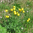 Habitusfoto Trollius europaeus