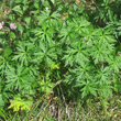 Blätterfoto Trollius europaeus