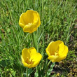 Portraitfoto Tulipa grengiolensis