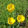 Portraitfoto Tulipa grengiolensis