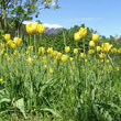 Habitusfoto Tulipa grengiolensis