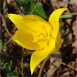 Portraitfoto Tulipa sylvestris