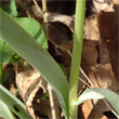 Habitusfoto Tulipa sylvestris