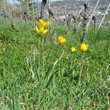 Habitusfoto Tulipa sylvestris