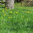 Foto von Besonderheit Tulipa sylvestris