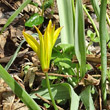 Portraitfoto Tulipa sylvestris subsp. australis